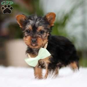 Trevor, Yorkie Puppy